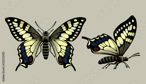 Two butterflies in vintage engraving style