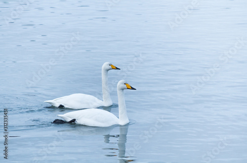 Two geese swimming at a blue-white winter water background. Narrow light  cloudy weather. Yellow beaks  birds pedalling. Stockholm  Sweden.