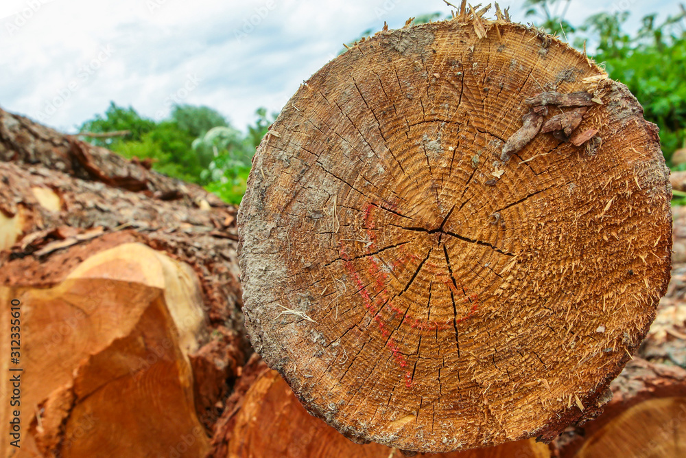 Naklejka premium orange beige trunk pine end of log annual rings logging background