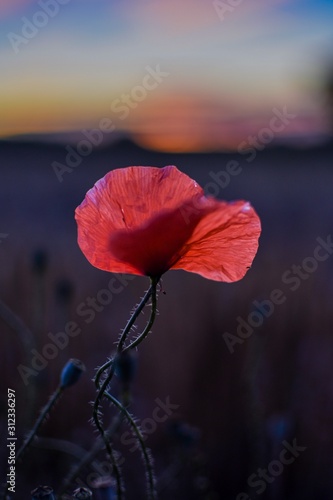 poppy on blue sky background