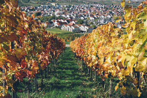 South Germany wineyard in autumn 