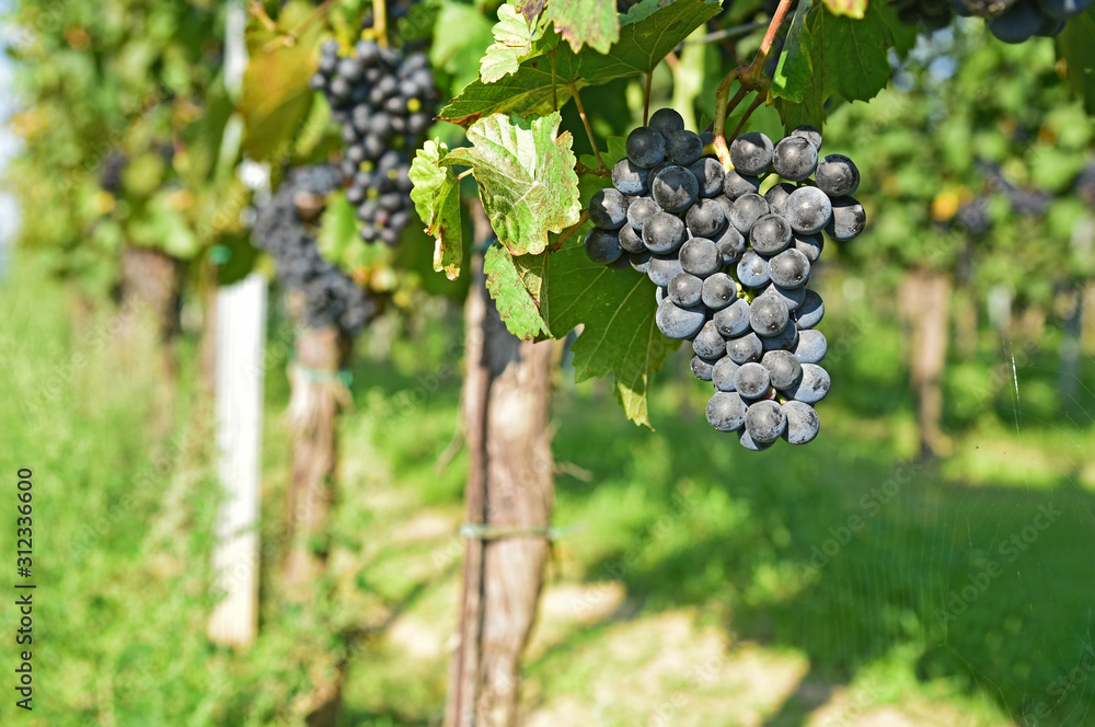 Wine grapes on the vine in Austria.