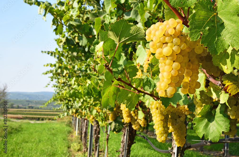 a lot of Green Veltliner on the vine (German is Grüner Veltliner)white wine grape variety in Austria