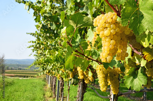 a lot of Green Veltliner on the vine  (German is Grüner Veltliner)white wine grape variety in Austria
