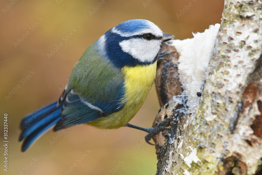 CUTE BLUE TIT IN WINTER NEAR FEEDER CUTE BLUE TIT IN WINTER NEAR FEEDER