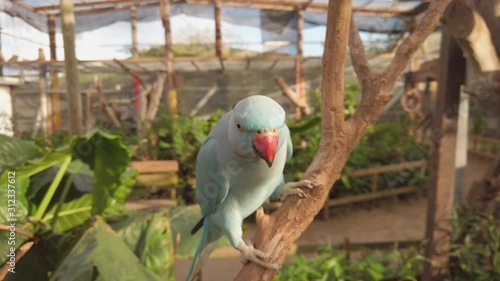 A blue indian ringneck parakeet in Parrotville bird sanctuary located on the Dutch Caribbean island of Sint Maarten photo