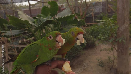 A red throated parakeet eating apples from a person hand in a bird sanctuary on the Dutch Caribbean isnad of Sint Martin, Parrotville photo