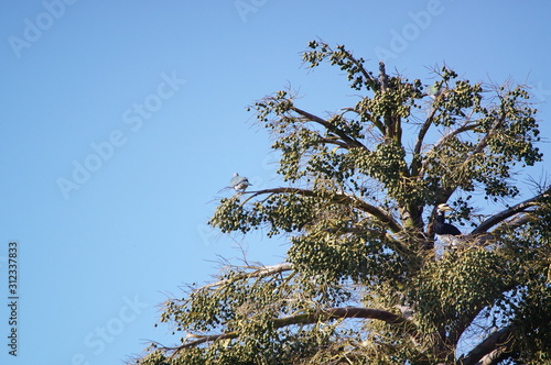 The oriental pied hornbill (Anthracoceros albirostris), The species is considered to be among the smallest and most common of the Asian hornbills, its natural habitat is subtropical or tropical. photo