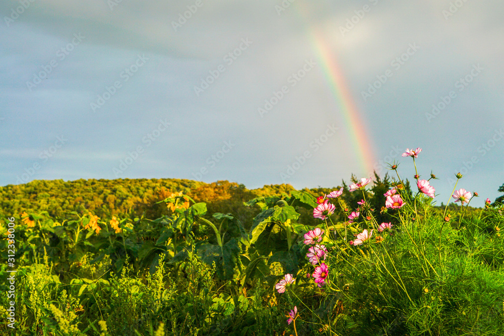 Naklejka premium Rainbow over Field of Pink Flowers