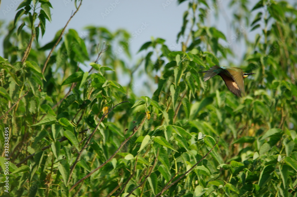 The blue-tailed bee-eater (Merops philippinus) is a near passerine bird in the bee-eater family Meropidae, of the genus Merops. It breeds in southeastern Asia. The blue-tailed bee-eater (Merops philippinus) is a near passerine bird in the bee-eater family Meropidae, of the genus Merops. It breeds in southeastern Asia.