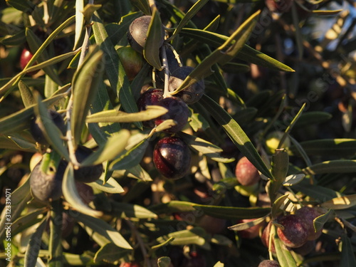 olivas moradas con fondo vegetal