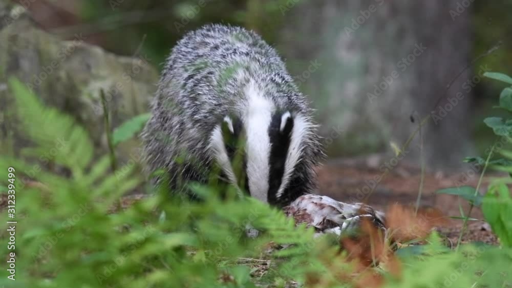 Badger eating a prey in slow motion Badger eating a prey in slow motion
