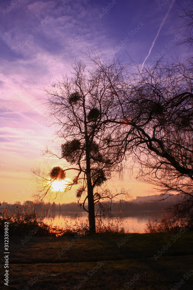 Silhouette of a tree with mistletoe balls. Autumn scene at the water's edge at sunrise. Silhouette of a tree with mistletoe balls. Autumn scene at the water's edge at sunrise.