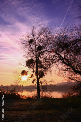 Fototapeta Naklejka Na Ścianę i Meble -  Silhouette of a tree with mistletoe balls. Autumn scene at the water's edge at sunrise.