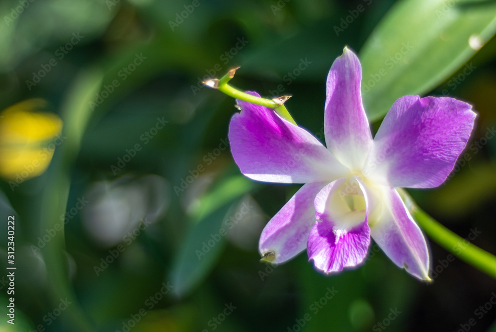 orchid orchid