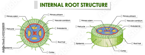 Diagram showing root structure on white background