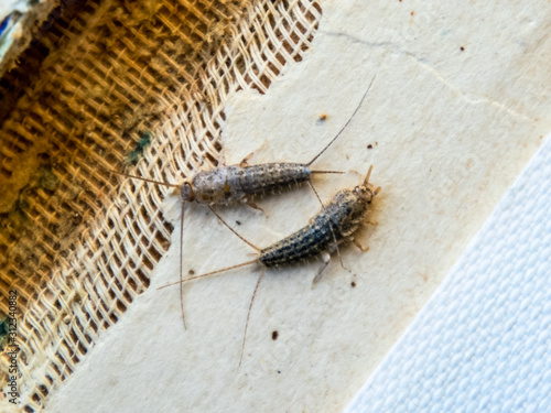 Pest books and newspapers. Insect feeding on paper - silverfish, lepisma photo