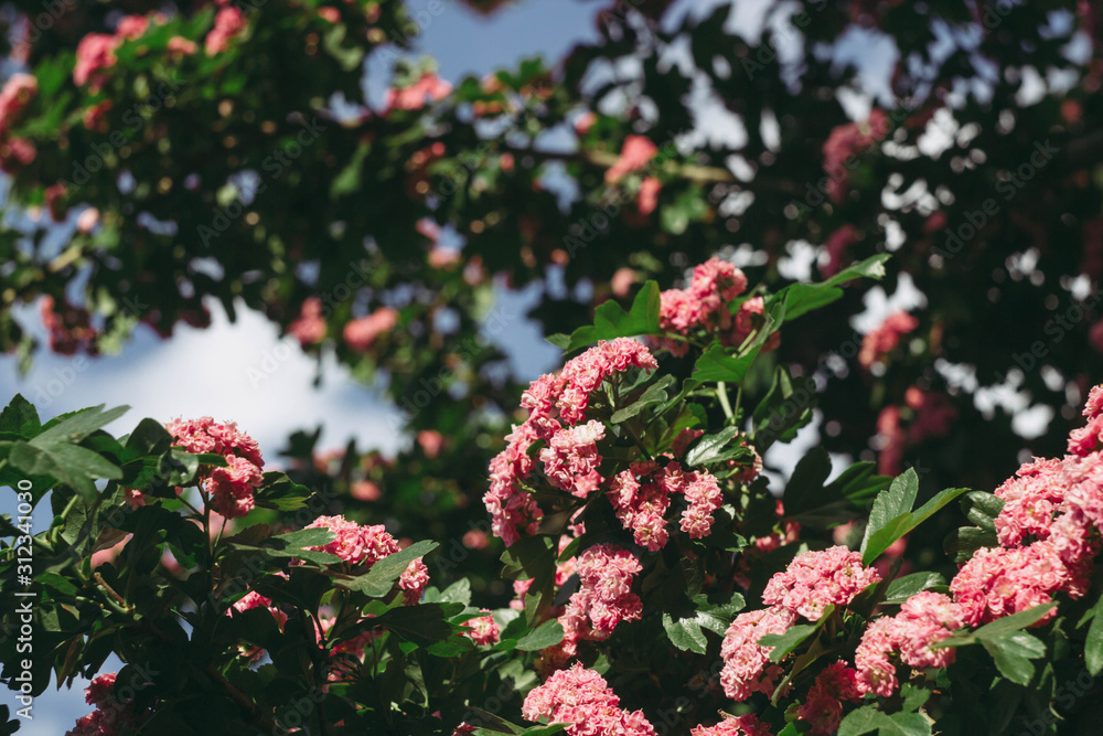 Blooming tree before blue sky background. Spring season wallpaper. Pink flowers Blooming tree before blue sky background. Spring season wallpaper. Pink flowers