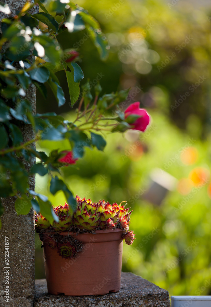 Petit jardin fleuri au soleil.