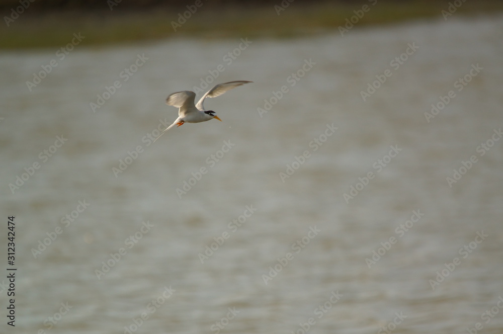 The little tern (Sternula albifrons) is a seabird of the family Laridae. It was formerly placed into the genus Sterna, which now is restricted to the large white terns. The little tern (Sternula albifrons) is a seabird of the family Laridae. It was formerly placed into the genus Sterna, which now is restricted to the large white terns.