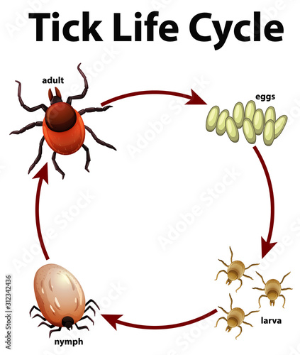 Diagram showing life cycle of tick