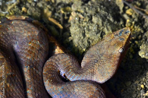 Viper on a rock