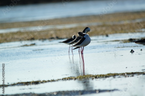 The pied stilt (Himantopus leucocephalus), also known as the white-headed stilt, is a bird in the family Recurvirostridae. It is sometimes considered a subspecies of the black-winged stilt. photo