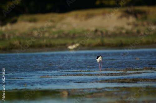 The pied stilt (Himantopus leucocephalus), also known as the white-headed stilt, is a bird in the family Recurvirostridae. It is sometimes considered a subspecies of the black-winged stilt. photo