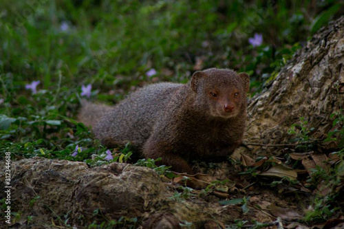 small Asian mongoose © Dulsanka