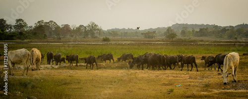 herd of cows grazing in field © Dulsanka
