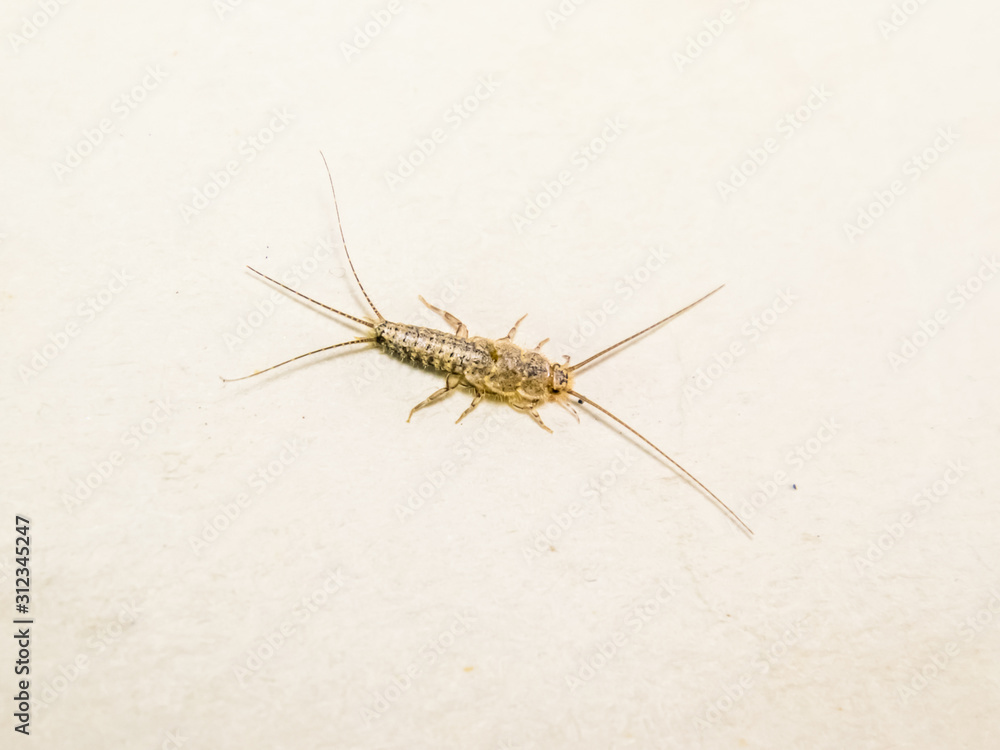 Thermobia domestica. Pest books and newspapers. Lepismatidae Insect feeding on paper - silverfish Thermobia domestica. Pest books and newspapers. Lepismatidae Insect feeding on paper - silverfish
