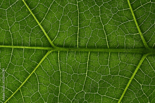 Green leaves background, Leaf texture. natural wallpaper