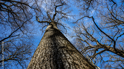 looking up tree to sky