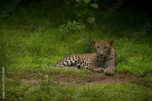 A relaxing leopard 