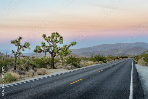 Joshua Trees at Dusk alongside a paved road