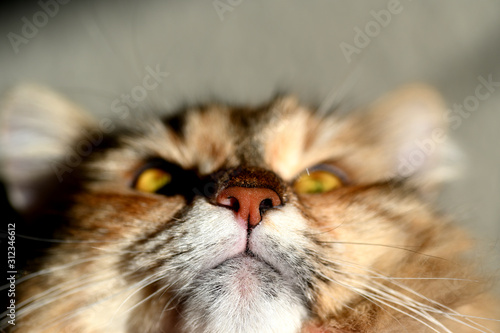 Sibirische Katze, Auge