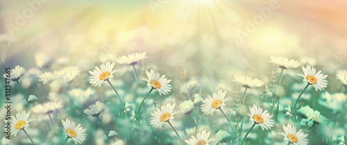 Fototapeta Naklejka Na Ścianę i Meble -  Selective and soft focus on daisy flower, daisy flower lit by sun rays - sunbeams