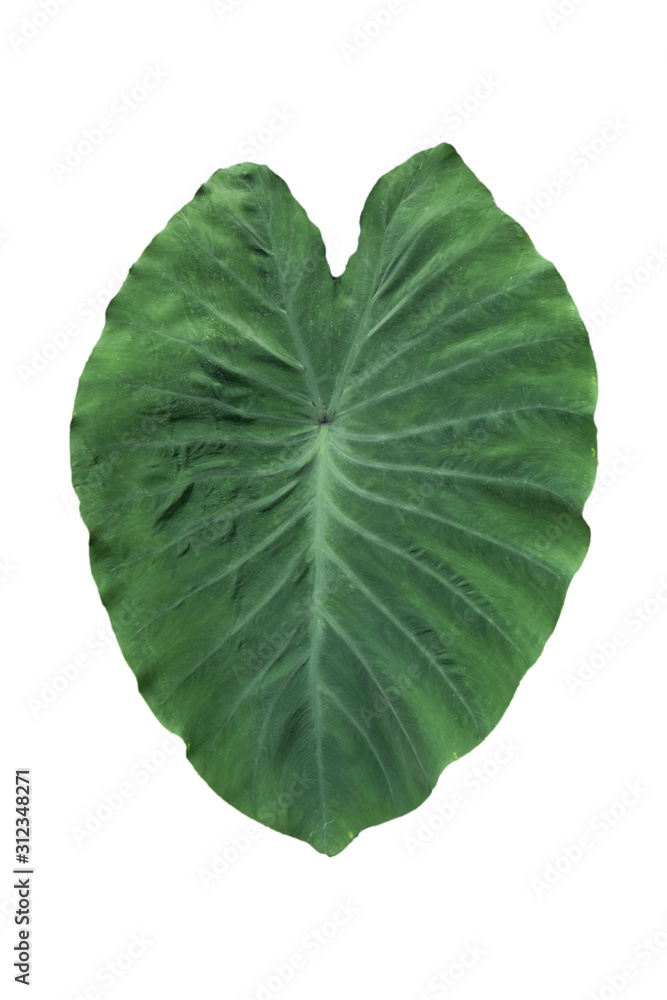 Obraz premium Large heart shaped green leaves of Elephant ear or taro (Colocasia species) the tropical foliage plant isolated on white background, clipping path included,