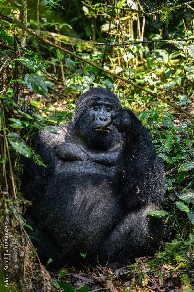 Naklejka premium Mountain Silverback Gorilla in Bwindi Impenetrable National Park in Uganda.