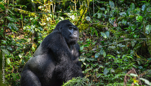 Mountain Silverback Gorilla in Bwindi Impenetrable National Park in Uganda. © Oscar Espinosa