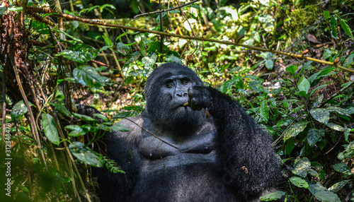 Mountain Silverback Gorilla in Bwindi Impenetrable National Park in Uganda. photo