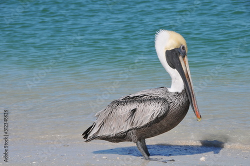 Pelican, Pelicans