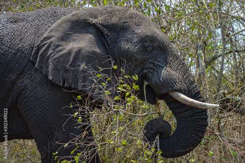 African Elephant in Akagera National Park  Rwanda.