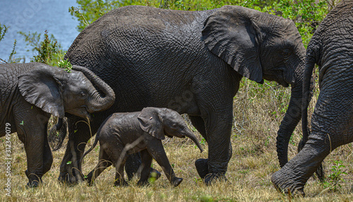Canvas Print African Elephant in Akagera National Park, Rwanda.