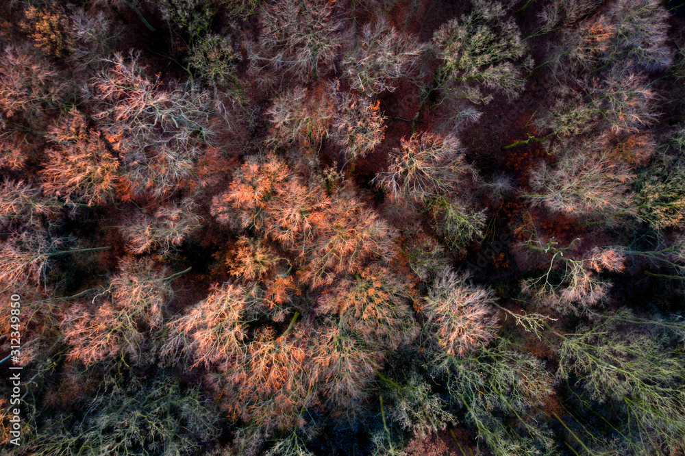Aerial image of a colorful forest after first frost / Luftaufnahme eines bunten Laubwaldes nach erstem Nachtfrost