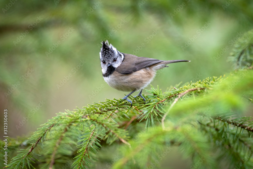 European Crested Tit (Lophophanes cristatus) perched in pine tree European Crested Tit (Lophophanes cristatus) perched in pine tree
