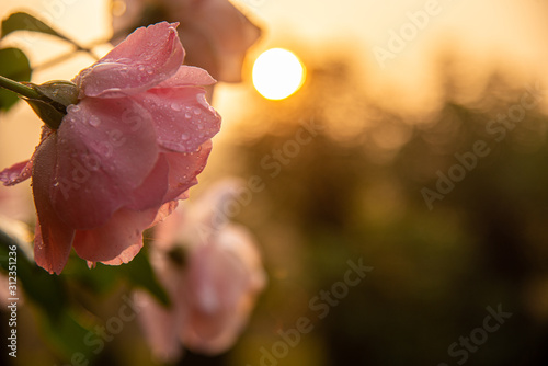 pink rose with dew drops and sunrise in background-new dawn, new year #312351236