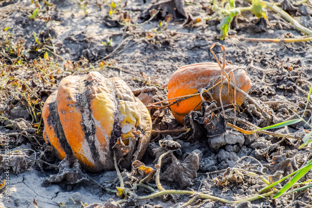 Chopped old rotten melon. An abandoned field of watermelons and melons. Rotten watermelons. Remains of the harvest of melons. Rotting vegetables on the field.