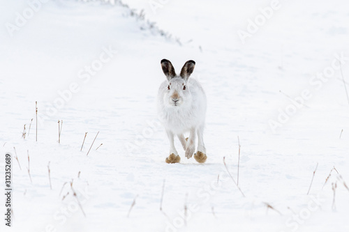Mountain Hare (Lepus Timidus) in winter pelage running directly towards photographer on snow