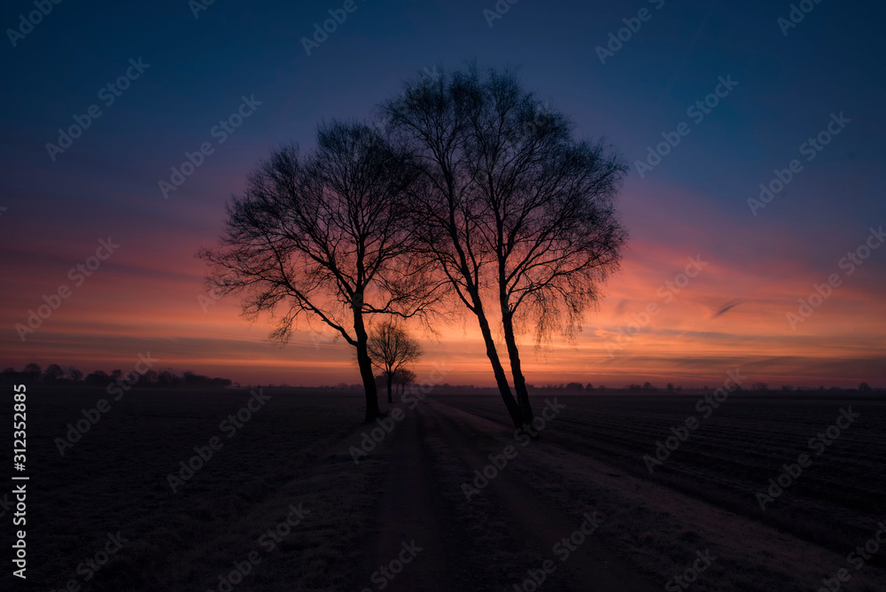 tree in sunrise tree in sunrise